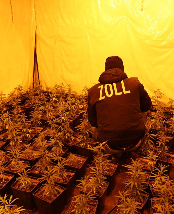 Ein Zollbeamter hockt inmitten Cannabispflanzen.