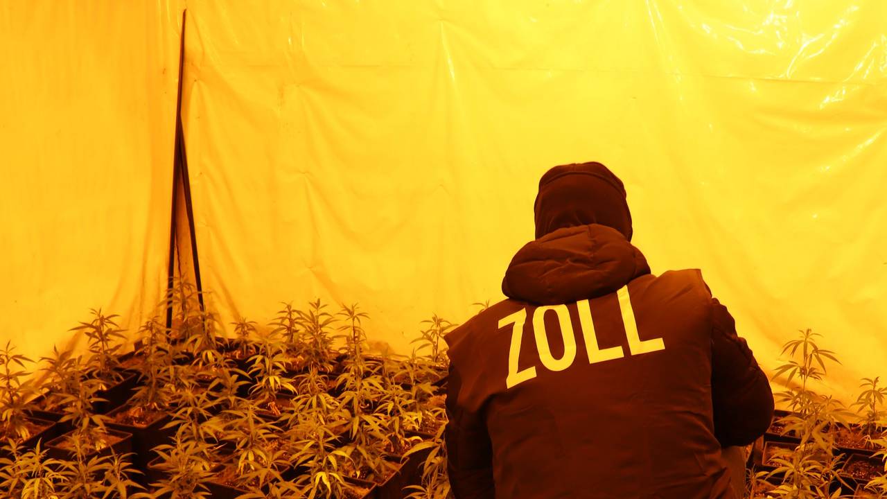 Ein Zollbeamter hockt inmitten Cannabispflanzen.