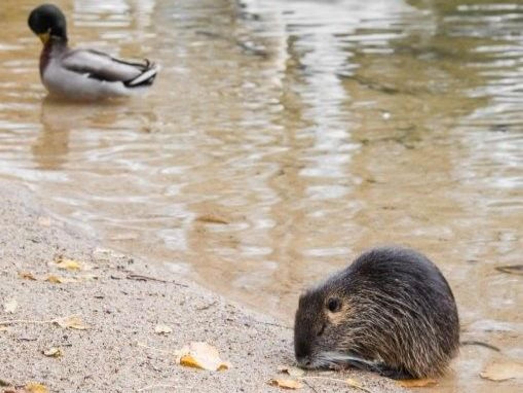 Ein Nutria in der Bonner Rheinaue