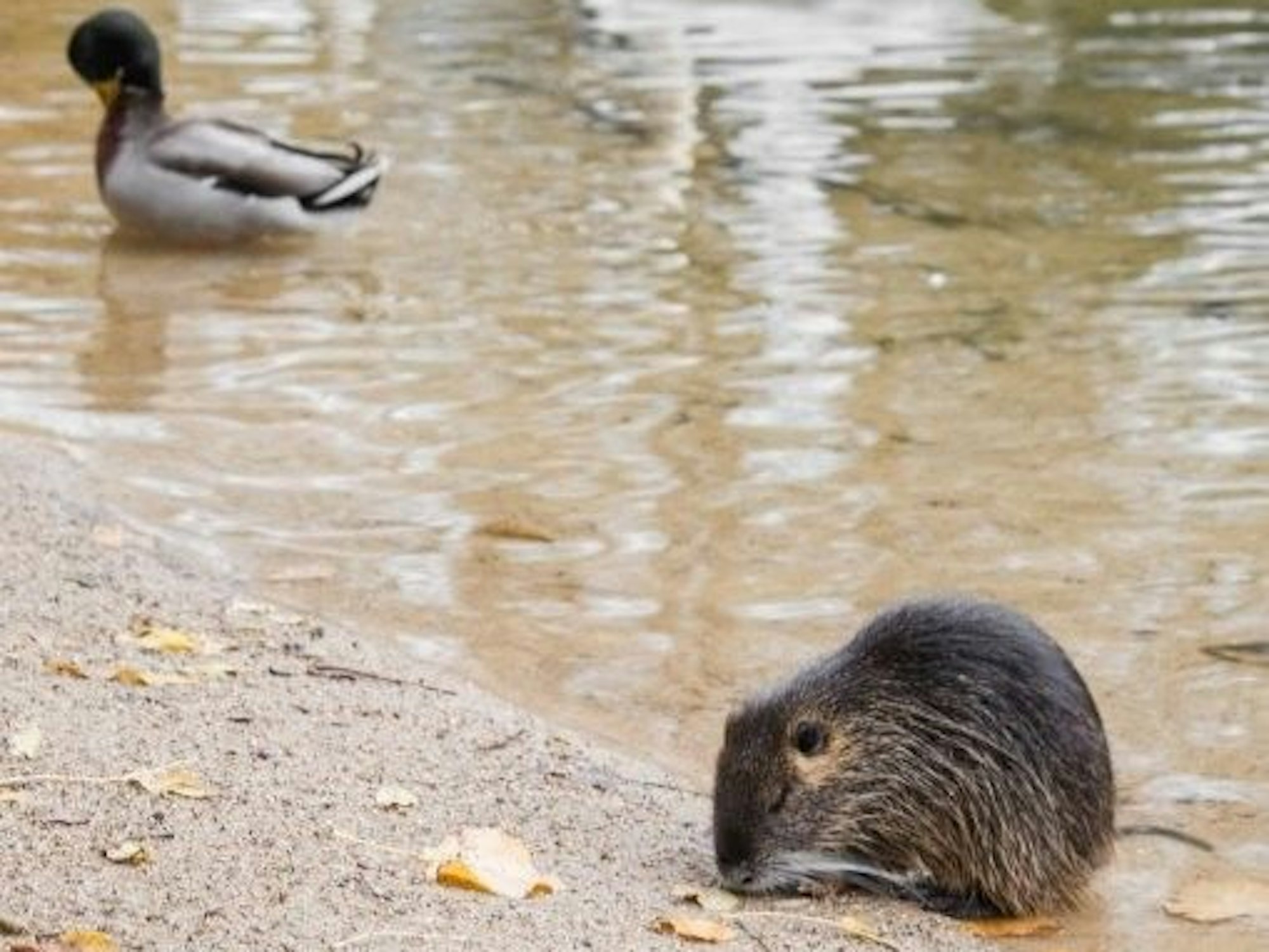 Ein Nutria in der Bonner Rheinaue