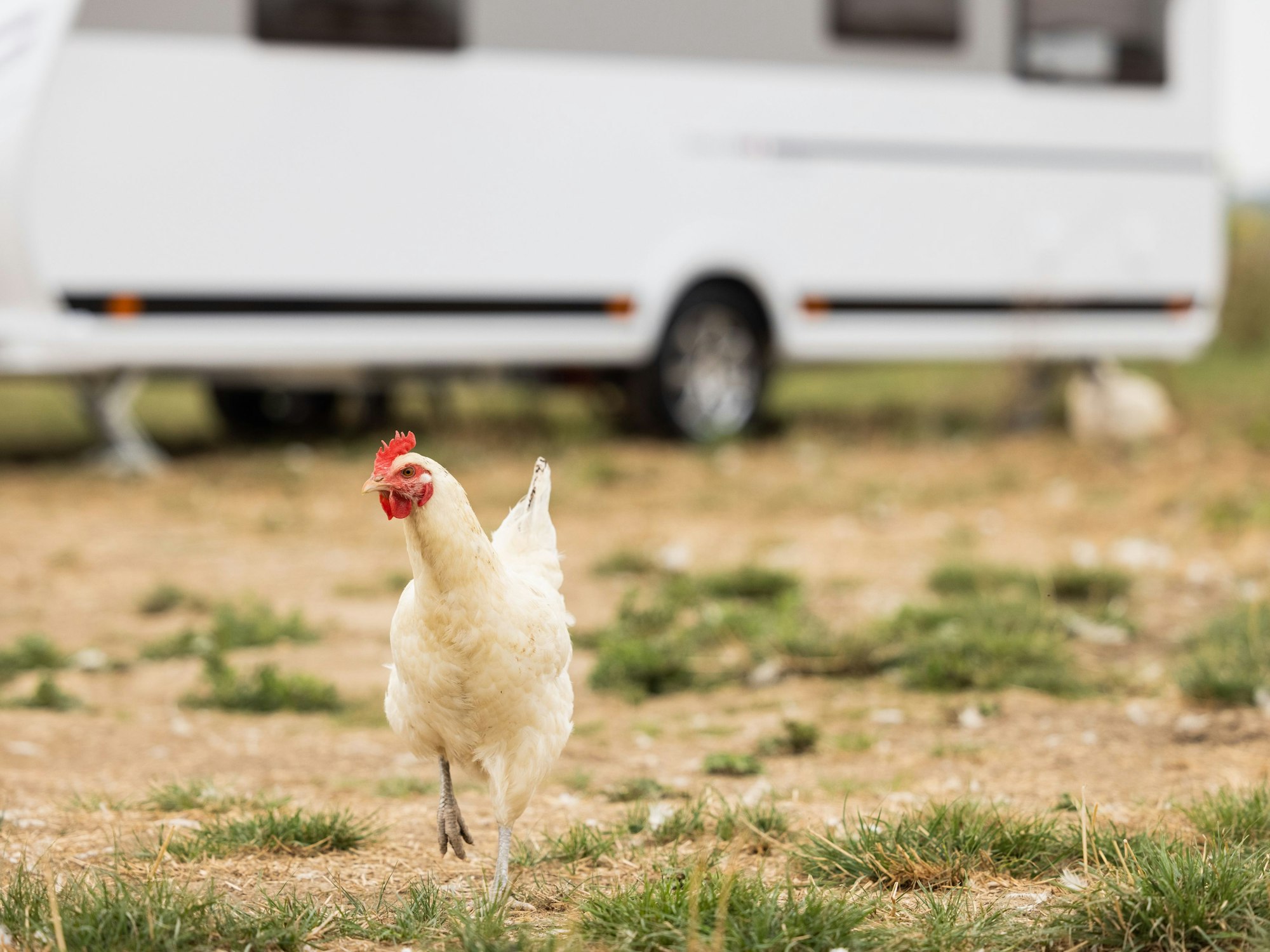 Ein Huhn sucht vor dem Caravan LMC Tandero 500E nach Futter bei einem Neuheitenfototermin der Reisemesse Caravan Salon auf dem Biohof Stautenhof.