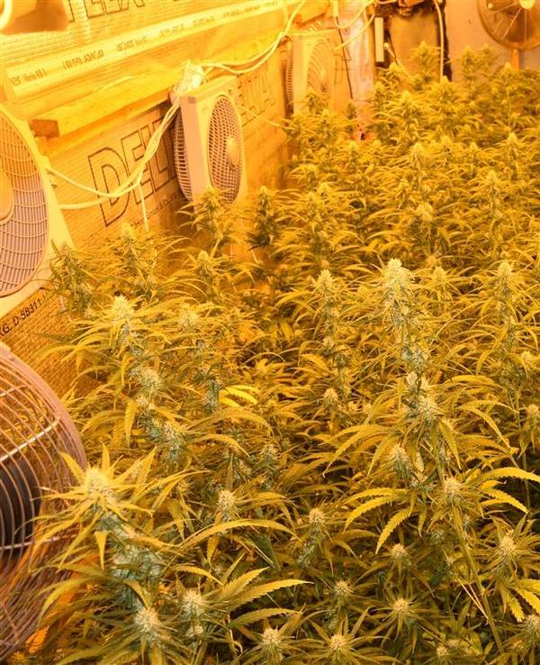 Cannabispflanzen stehen dicht an dicht in einer Halle.