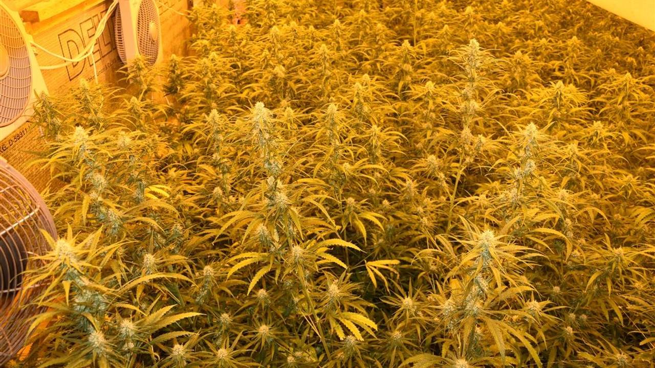 Cannabispflanzen stehen dicht an dicht in einer Halle.