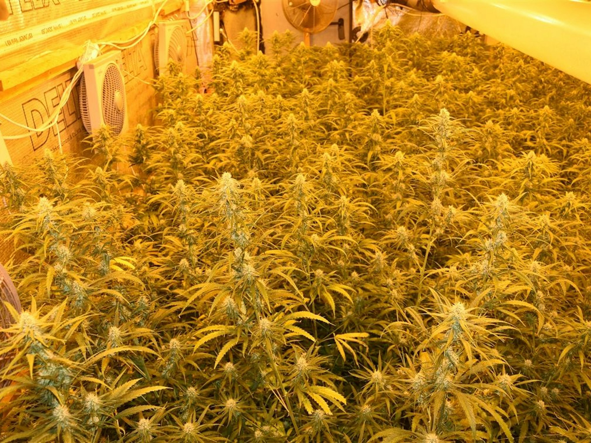 Cannabispflanzen stehen dicht an dicht in einer Halle.