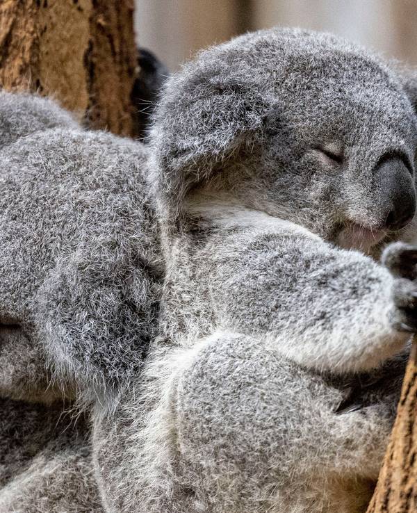 Zwei junge Koalas liegen im Zoo Duisburg zusammen in einer Astgabel.