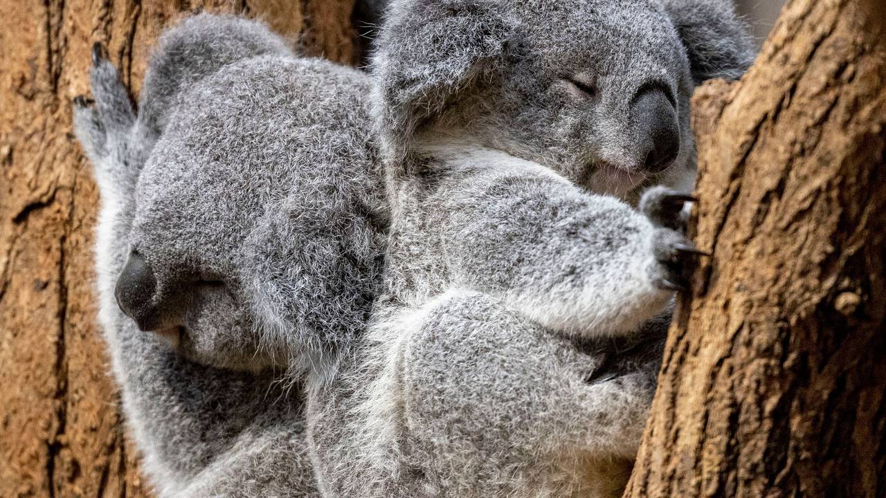 Zwei junge Koalas liegen im Zoo Duisburg zusammen in einer Astgabel.