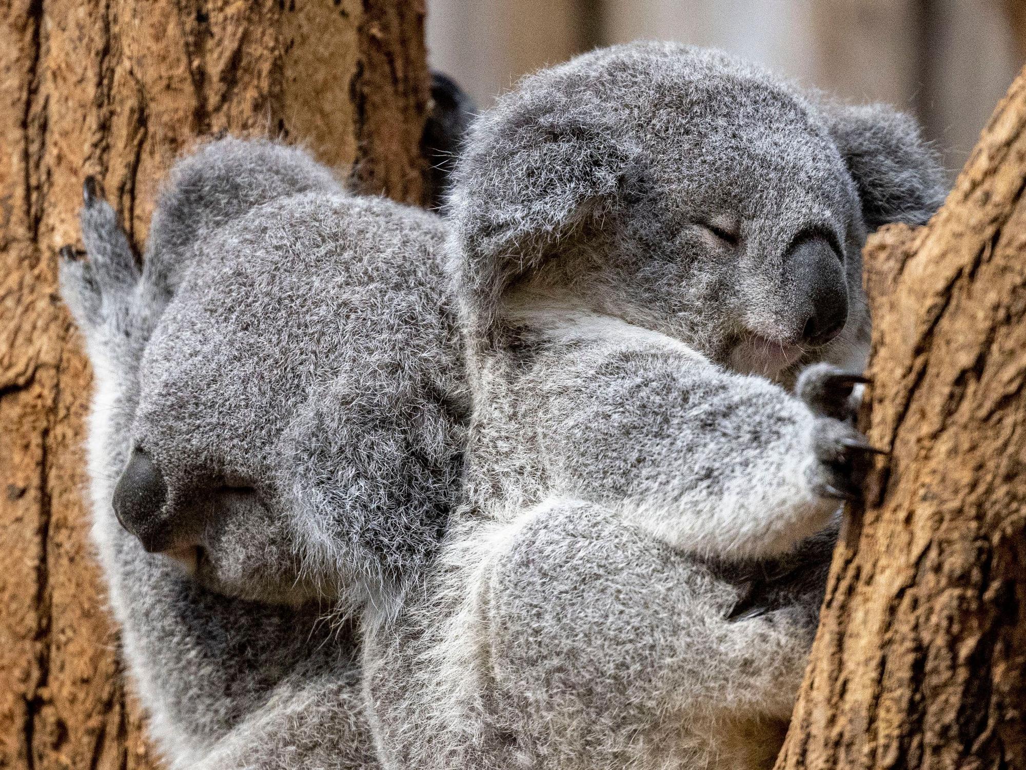 Zwei junge Koalas liegen im Zoo Duisburg zusammen in einer Astgabel.