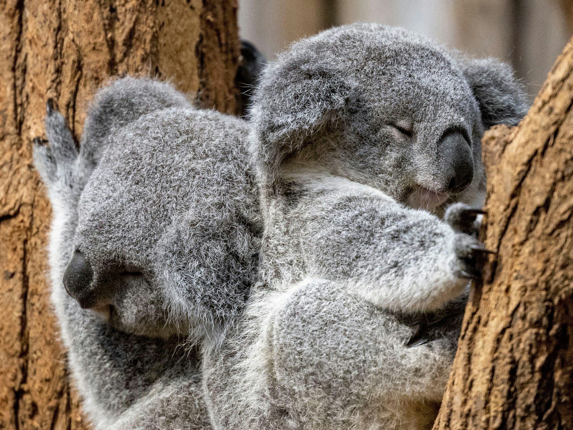 Zwei junge Koalas liegen im Zoo Duisburg zusammen in einer Astgabel.