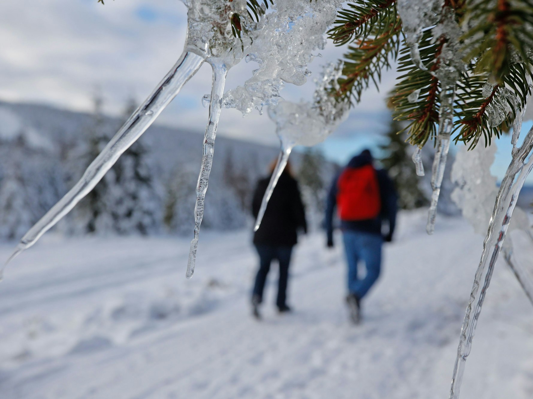 Eiszapfen bilden sich an den Zweigen eines Nadelbaums im Oberharz.