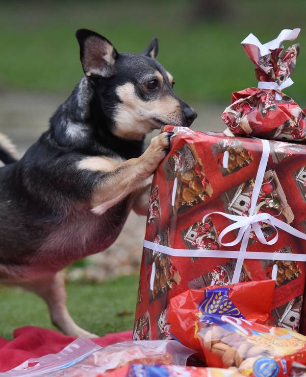 Ein Hund in einem Tierschutzverein entdeckt ein Weihnachtsgeschenk.