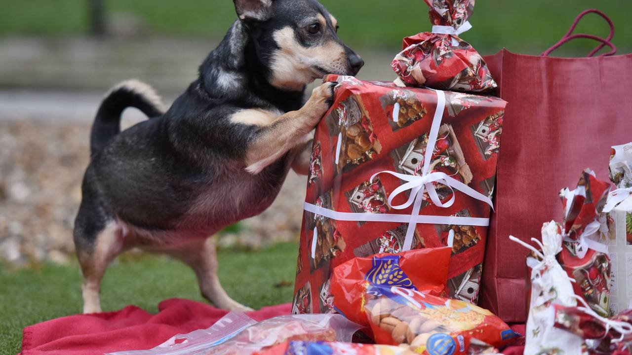 Ein Hund in einem Tierschutzverein entdeckt ein Weihnachtsgeschenk.