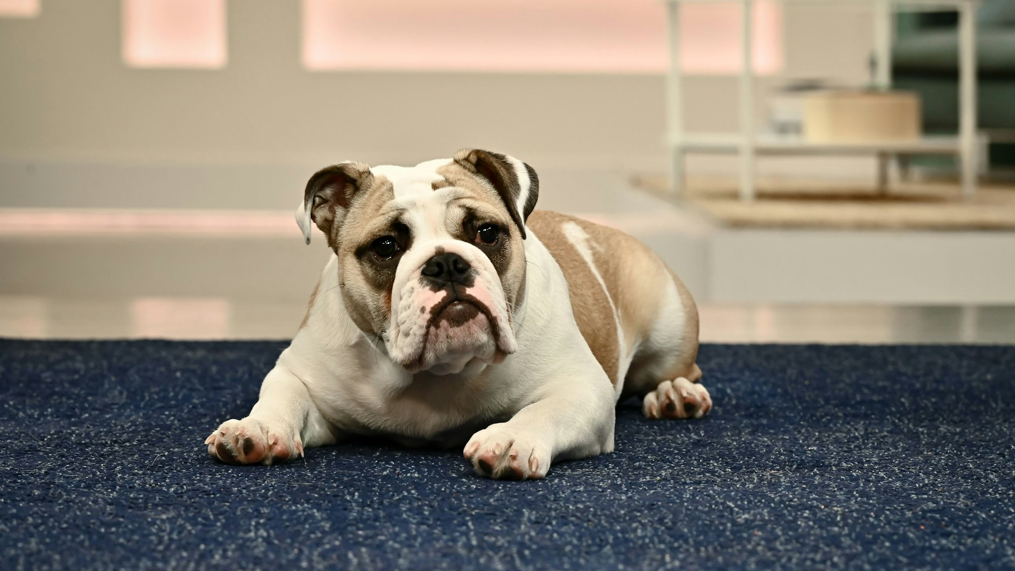 TV-Hündin Berta vom Sat.1-"Frühstücksfernsehen" liegt auf einem Teppich und schaut in die Kamera.