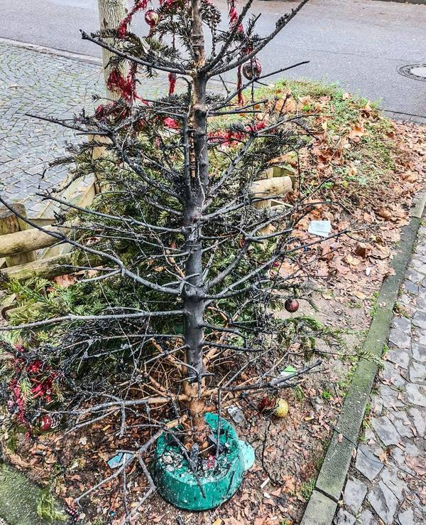 Essen: Ein abgebrannter Weihnachtsbaum steht auf einem Beet.