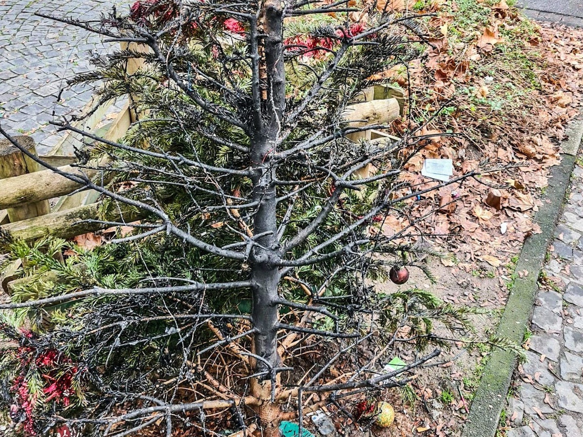 Essen: Ein abgebrannter Weihnachtsbaum steht auf einem Beet.