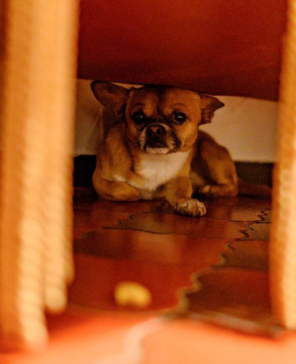Die Böllerei rund um Silvester lässt viele Haustiere, wie hier ein Hund im Dezember 2018 in Baden-Württemberg, panisch unter dem Sofa verschwinden. Nun gibt es Tipps, was gegen die tierische Panik in der Silvesternacht hilft.