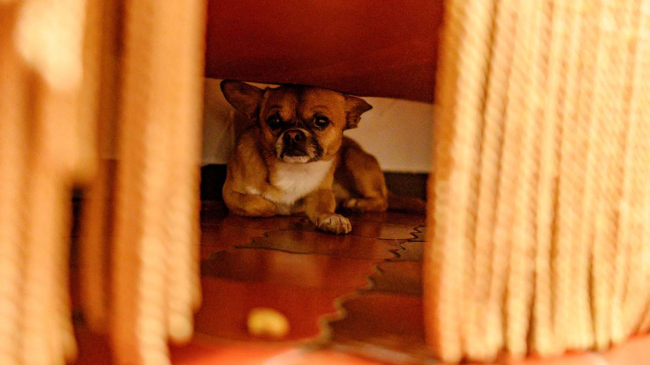 Die Böllerei rund um Silvester lässt viele Haustiere, wie hier ein Hund im Dezember 2018 in Baden-Württemberg, panisch unter dem Sofa verschwinden. Nun gibt es Tipps, was gegen die tierische Panik in der Silvesternacht hilft.