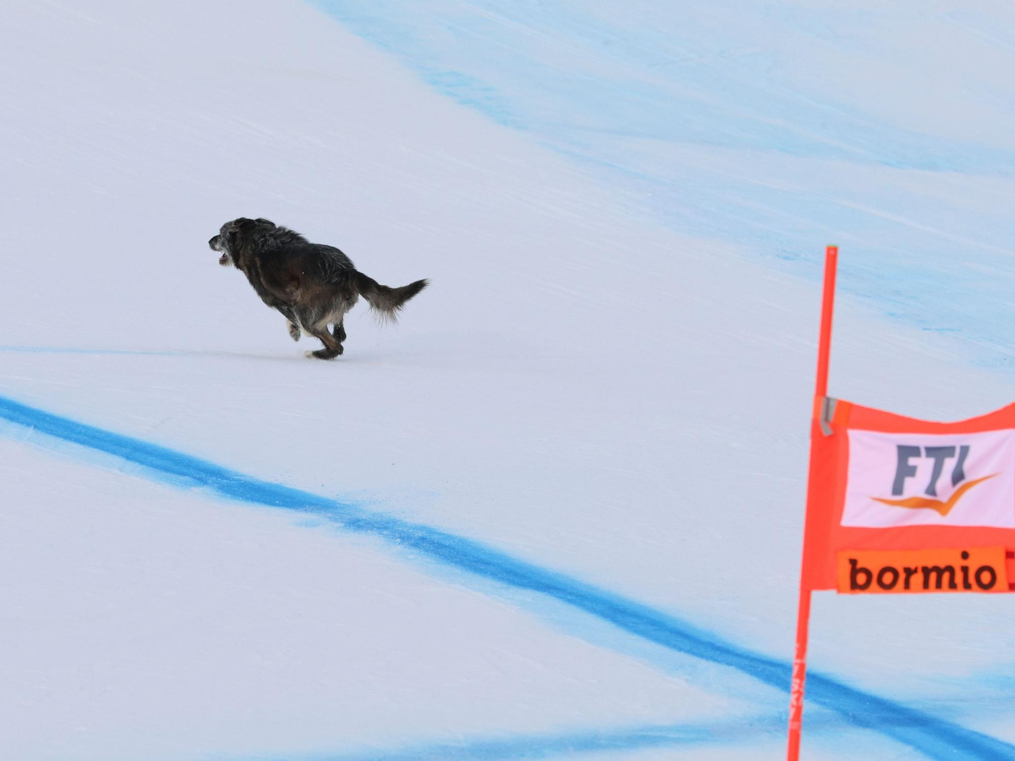 Ein Hund rennt während des Rennens über die Strecke.