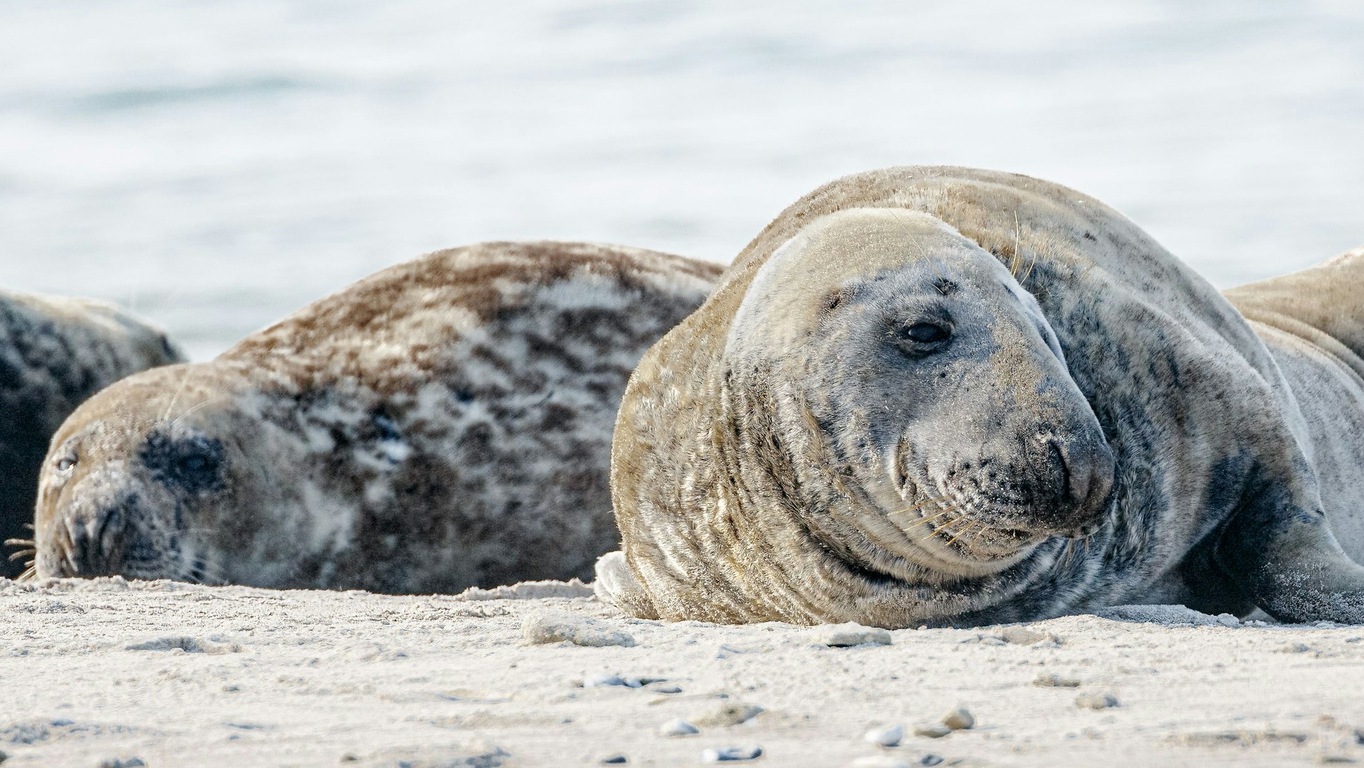 Eine Kegelrobbe liegt am Strand der Helgoland-Düne im März 2022. Aktuell wurden bereits mehr als 600 Kegelrobben geboren.
