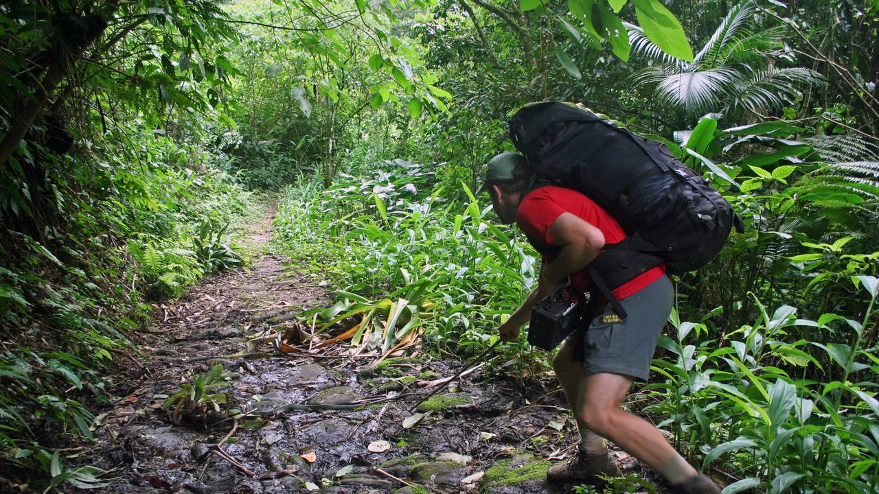 Auf dem alten Steinweg im Nationalpark Serra da Bocaina stoßen Wanderer immer wieder auf Schlangen. Das Symbolbild zeigt einen Wanderer im Nationalpark, der der São Paulo und Rio de Janeiro miteinander verbindet.