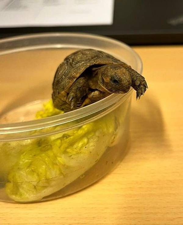 Eine Schildkröte sitzt in einem Behältnis mit Salatblättern.