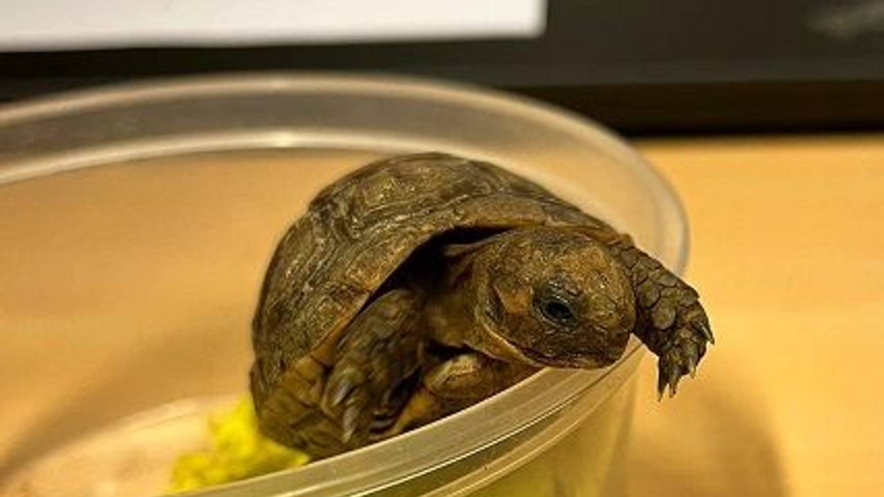 Eine Schildkröte sitzt in einem Behältnis mit Salatblättern.
