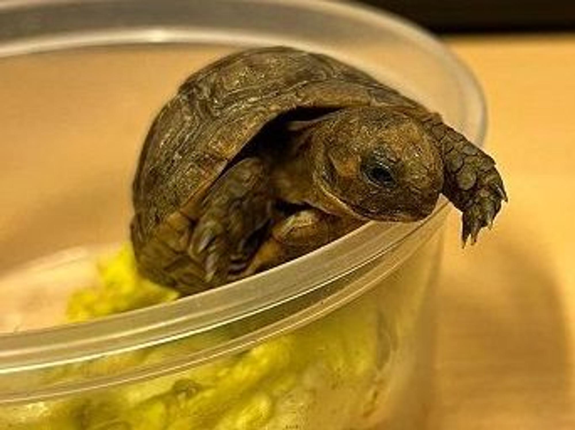 Eine Schildkröte sitzt in einem Behältnis mit Salatblättern.