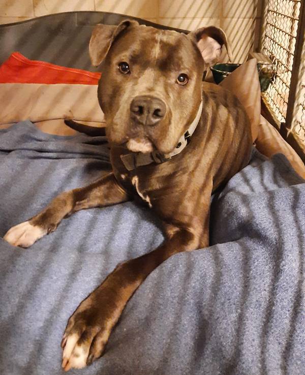 Ein American Staffordshire Terrier liegt in seinem Käfig auf einer Decke.