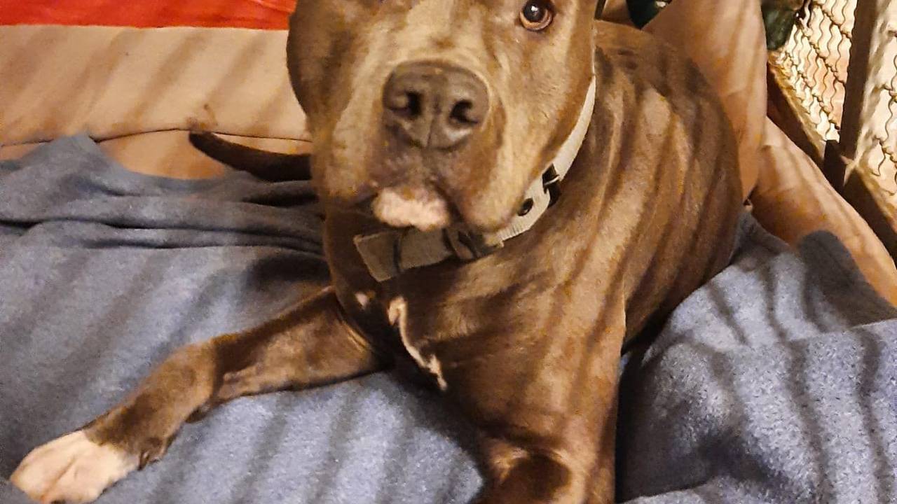 Ein American Staffordshire Terrier liegt in seinem Käfig auf einer Decke.