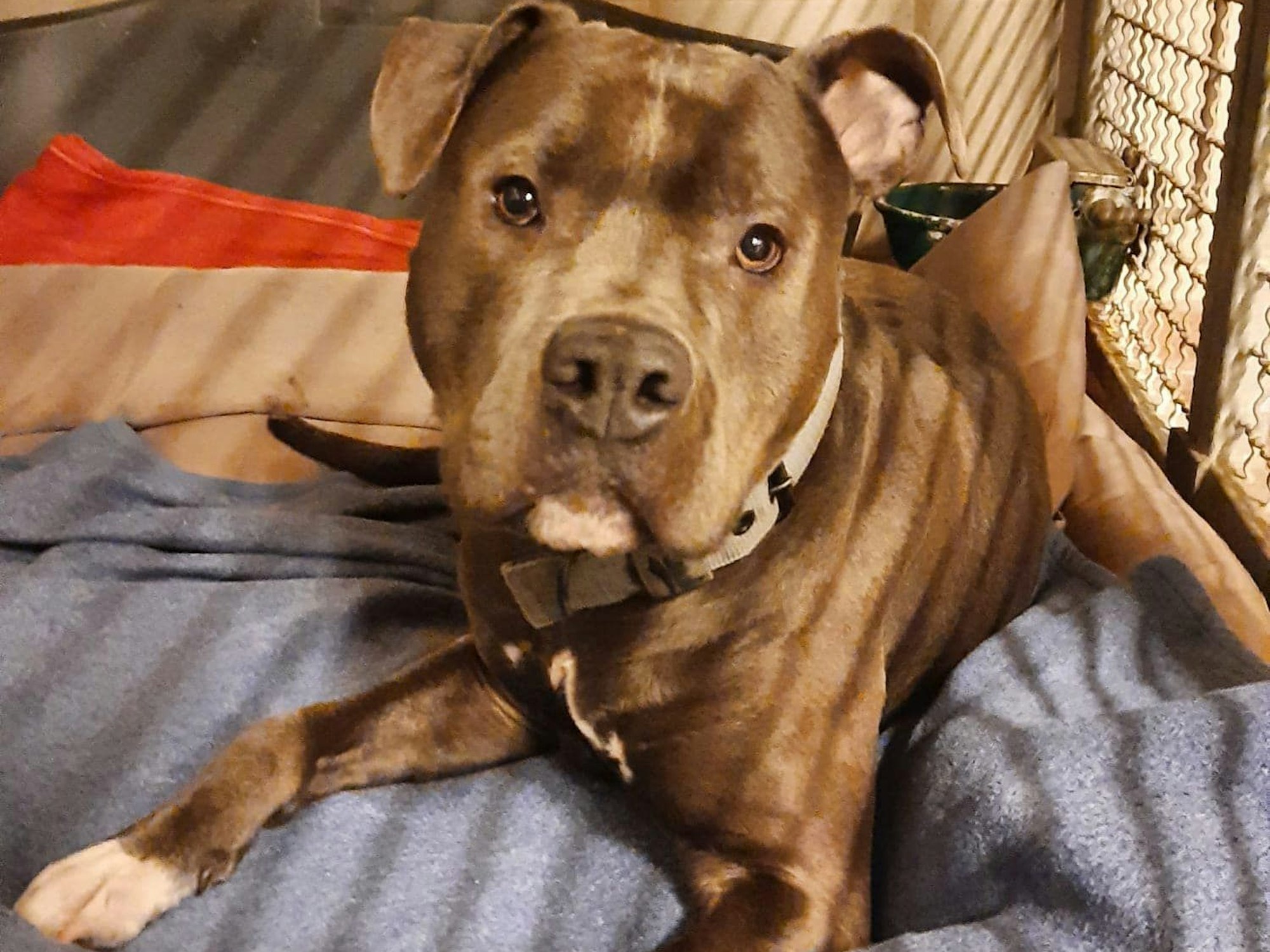 Ein American Staffordshire Terrier liegt in seinem Käfig auf einer Decke.