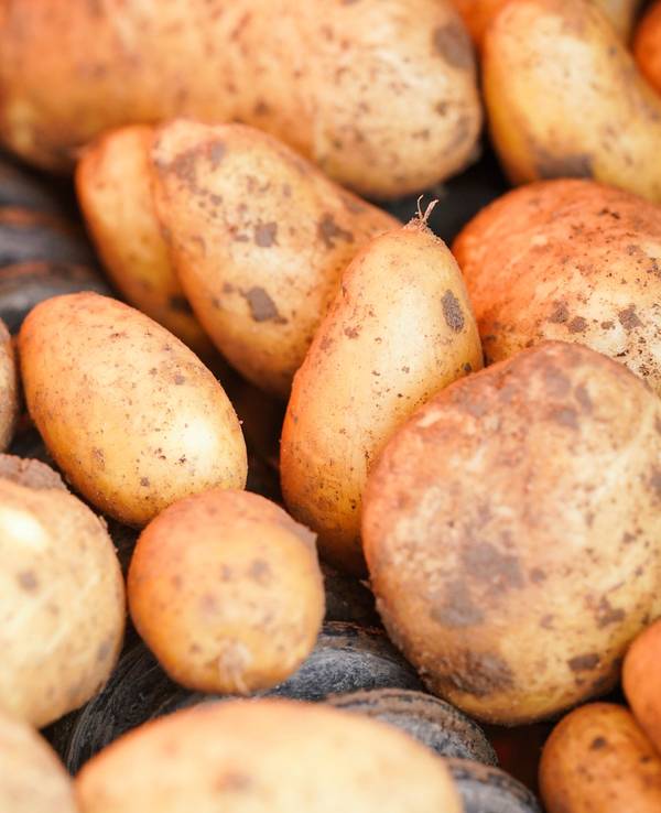 Kartoffeln liegen bei der Ernte auf einem Förderband.
