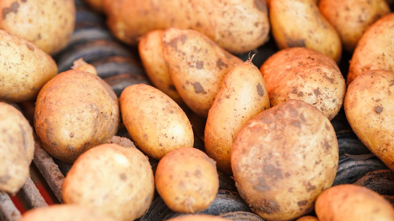 Kartoffeln liegen bei der Ernte auf einem Förderband.