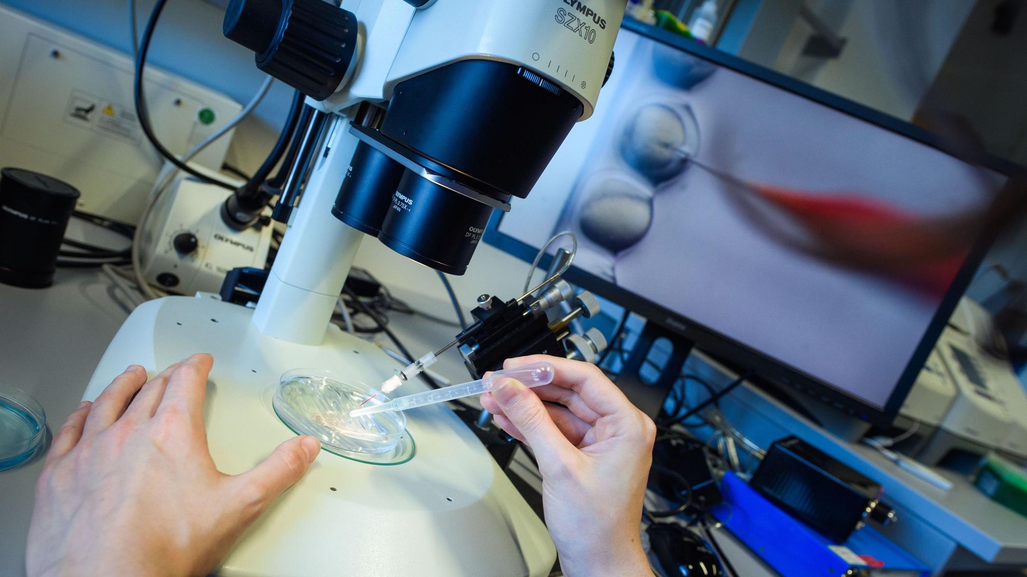 Eine wissenschaftliche Mitarbeiterin pipettiert in einem Labor in einer Petrischale.