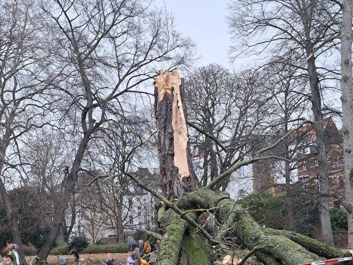 Reste eines Baumes liegen auf dem Boden