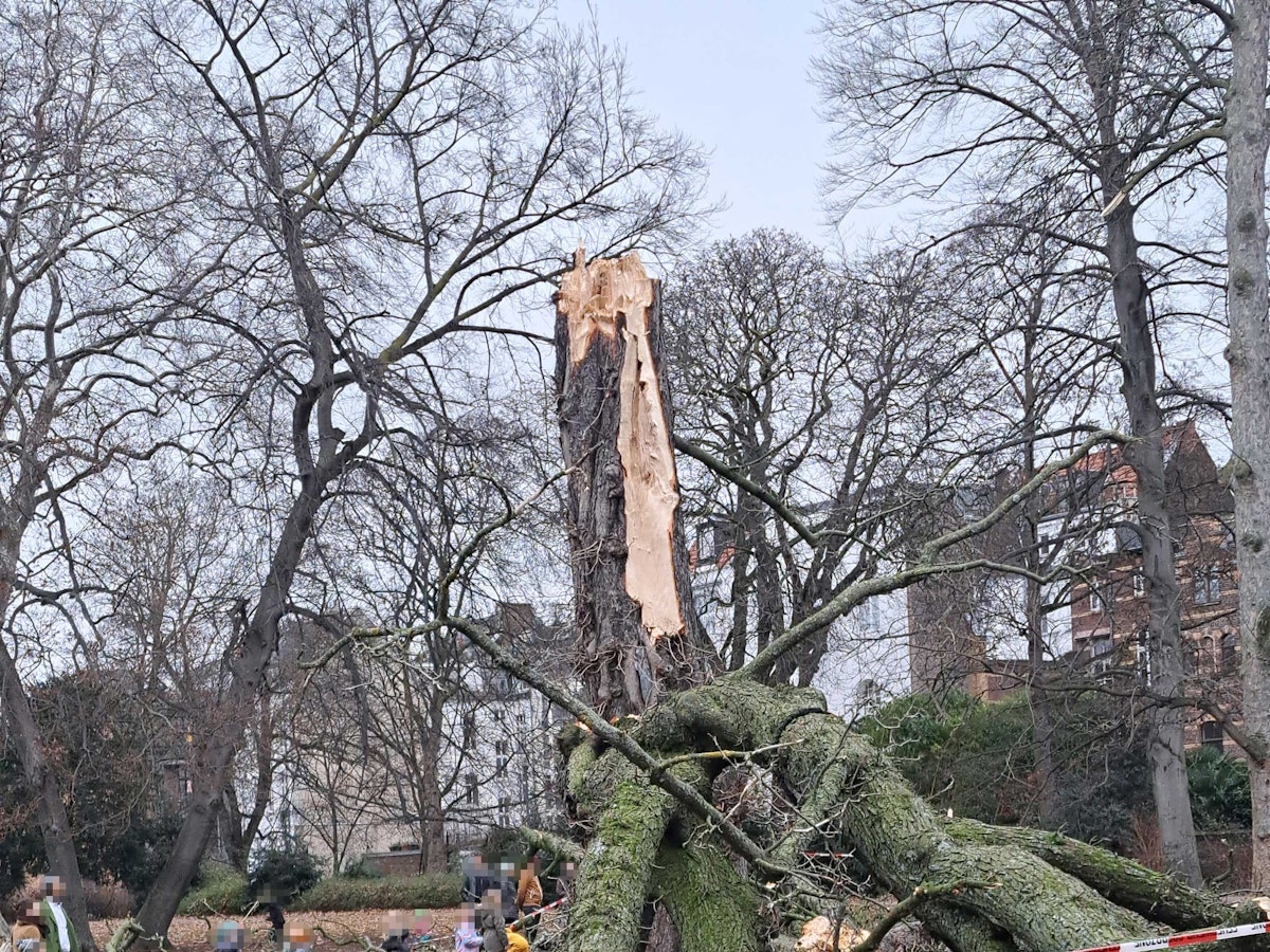 Reste eines Baumes liegen auf dem Boden