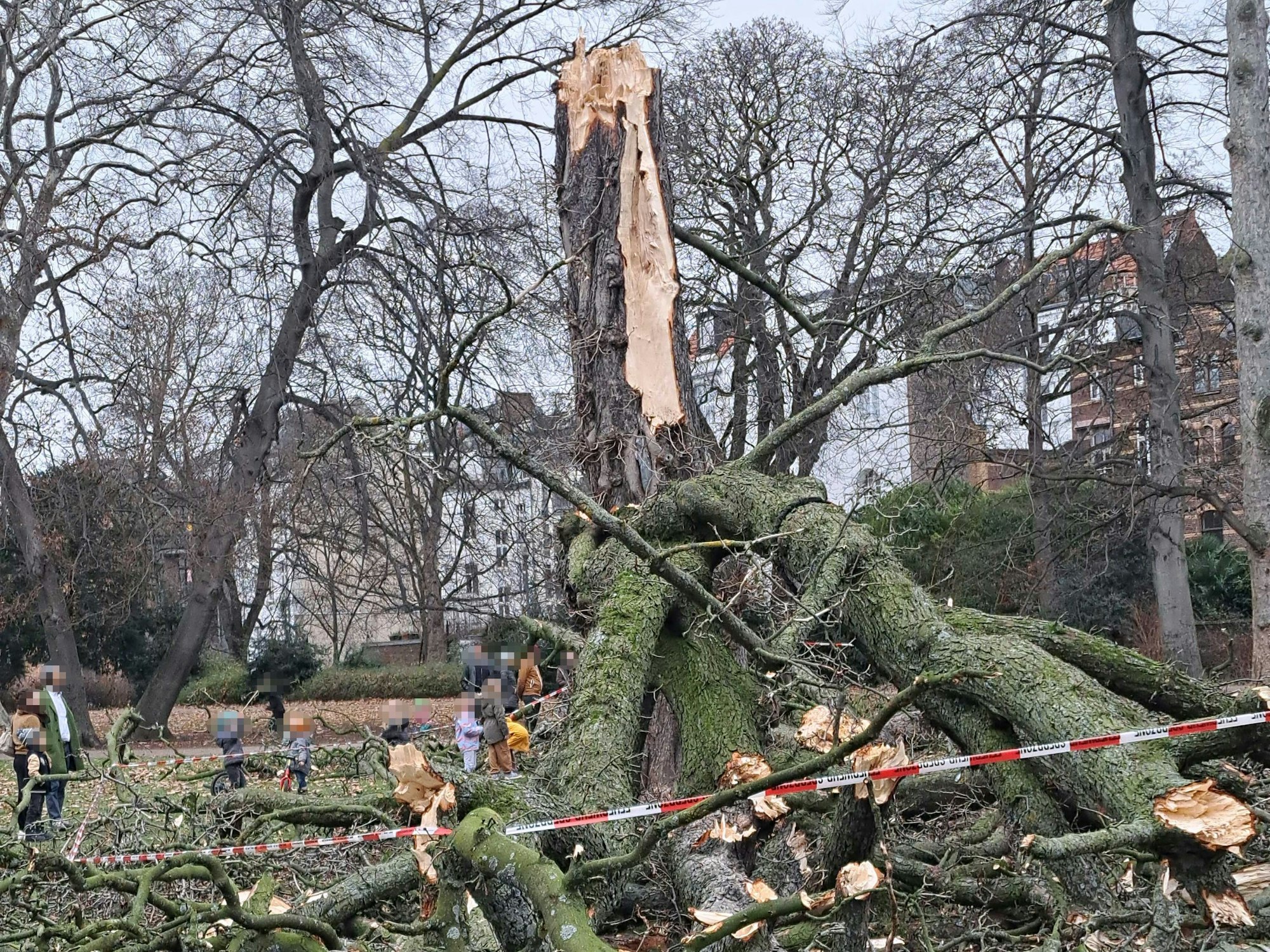 Reste eines Baumes liegen auf dem Boden