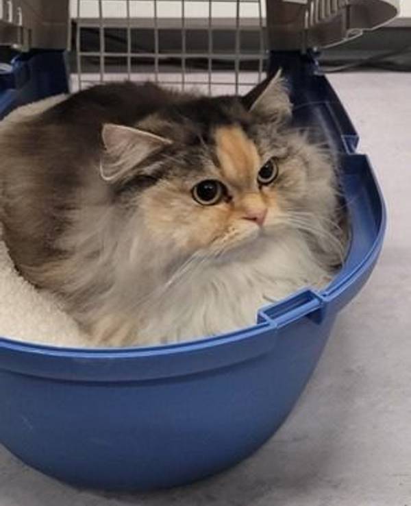 Katze Fleckchen in ihrer Transportbox.