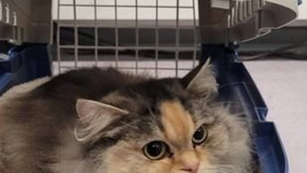 Katze Fleckchen in ihrer Transportbox.