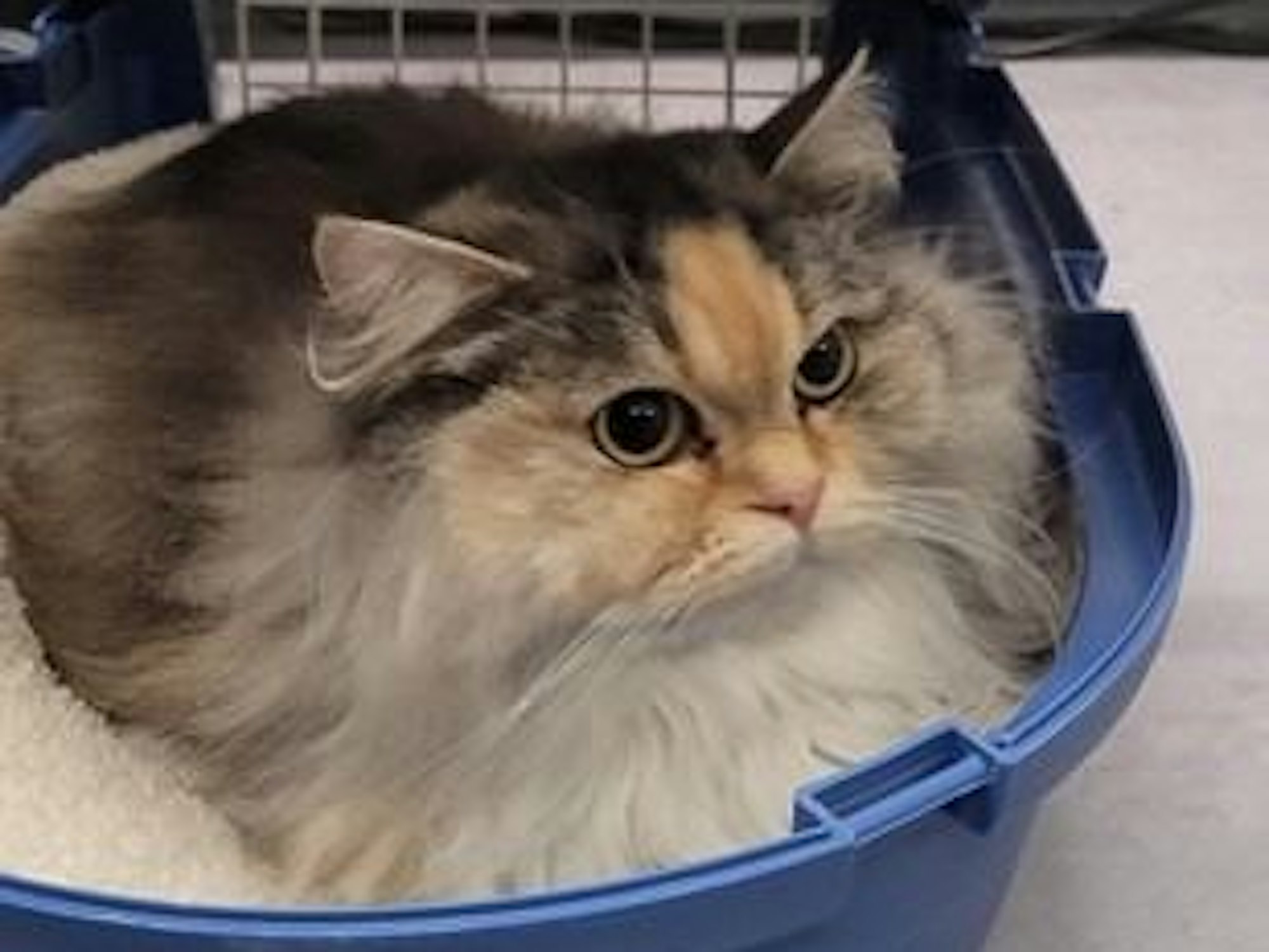 Katze Fleckchen in ihrer Transportbox.