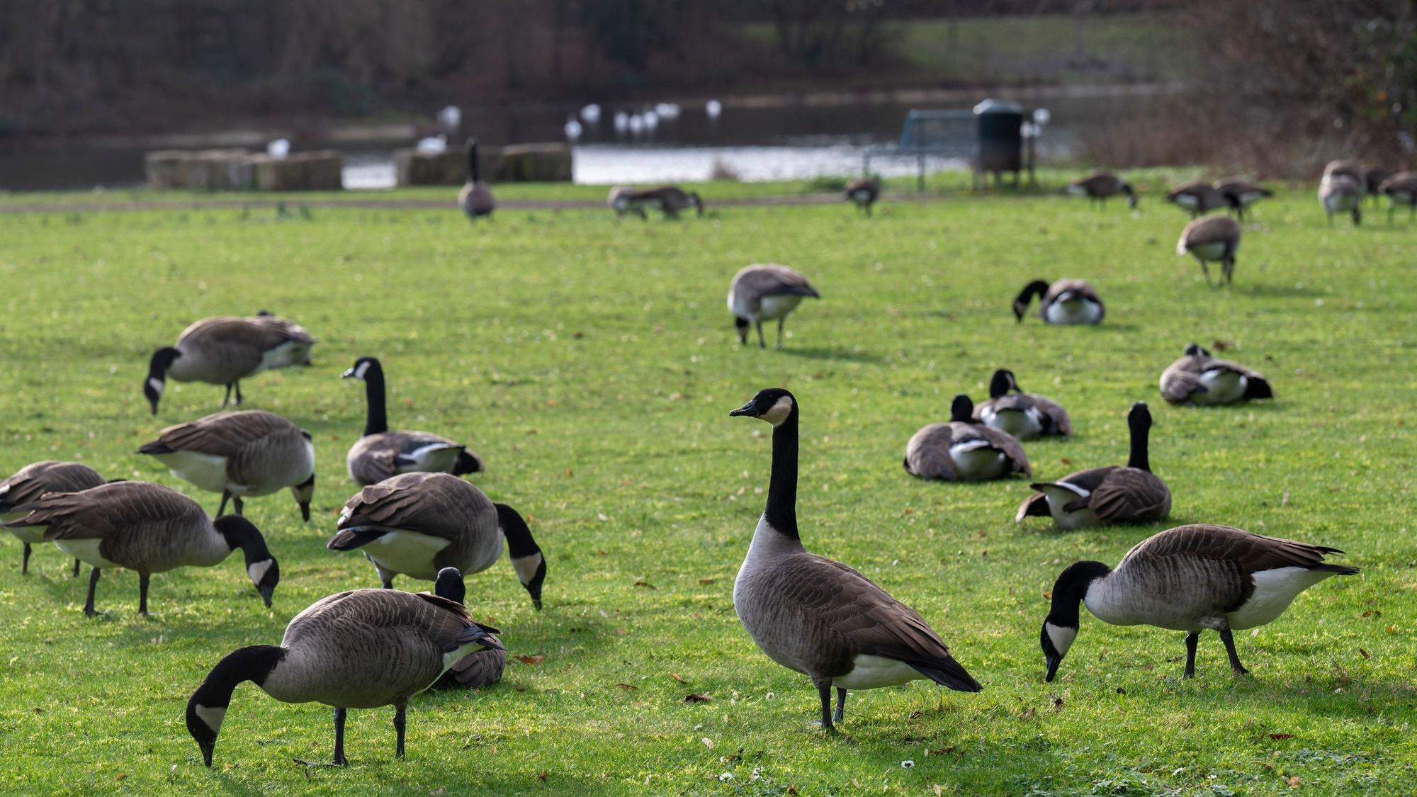 Kanadagänse bevölkern den Park am Kalscheurer Weiher. Der Kot der Wildgänse veschmutzt die Wiesen. Foto: Uwe Weiser