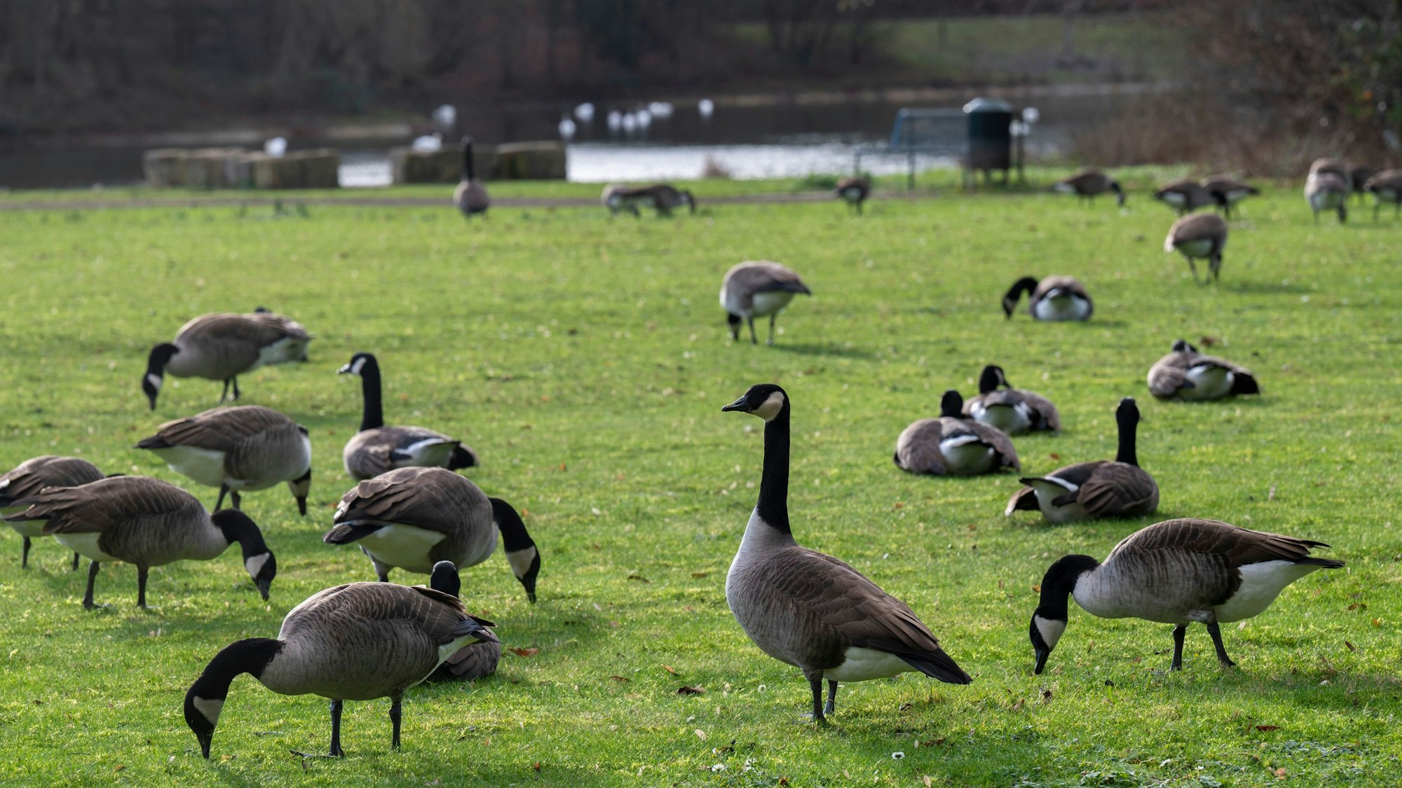 Kanadagänse bevölkern den Park am Kalscheurer Weiher. Der Kot der Wildgänse veschmutzt die Wiesen. Foto: Uwe Weiser