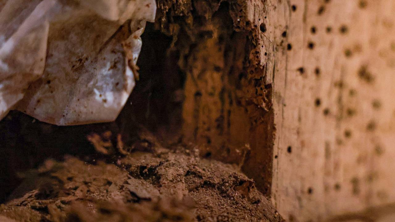 Ein vom Holzwurm beschädigter Balken im Freilichtmuseum Kommern.