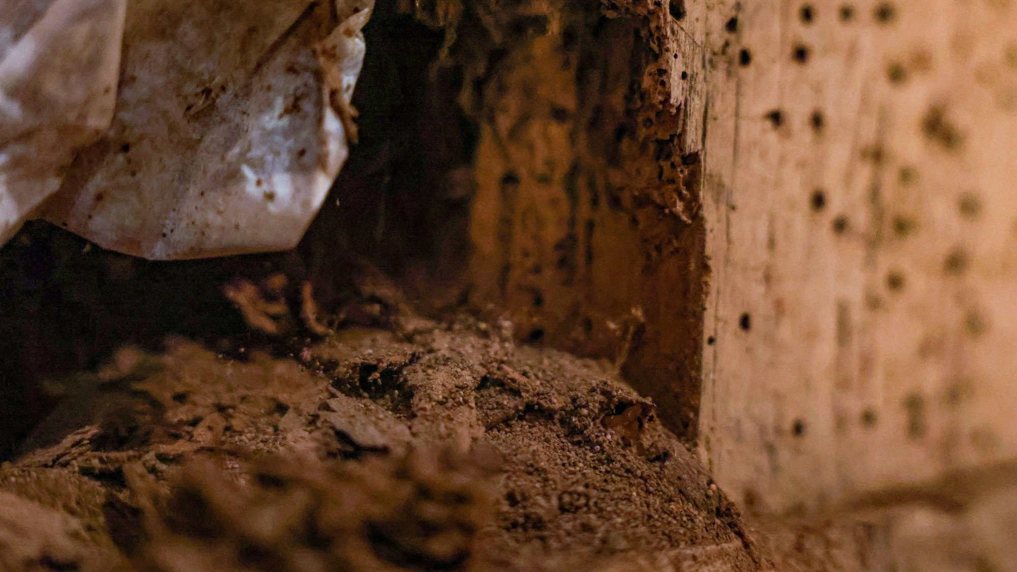 Ein vom Holzwurm beschädigter Balken im Freilichtmuseum Kommern.