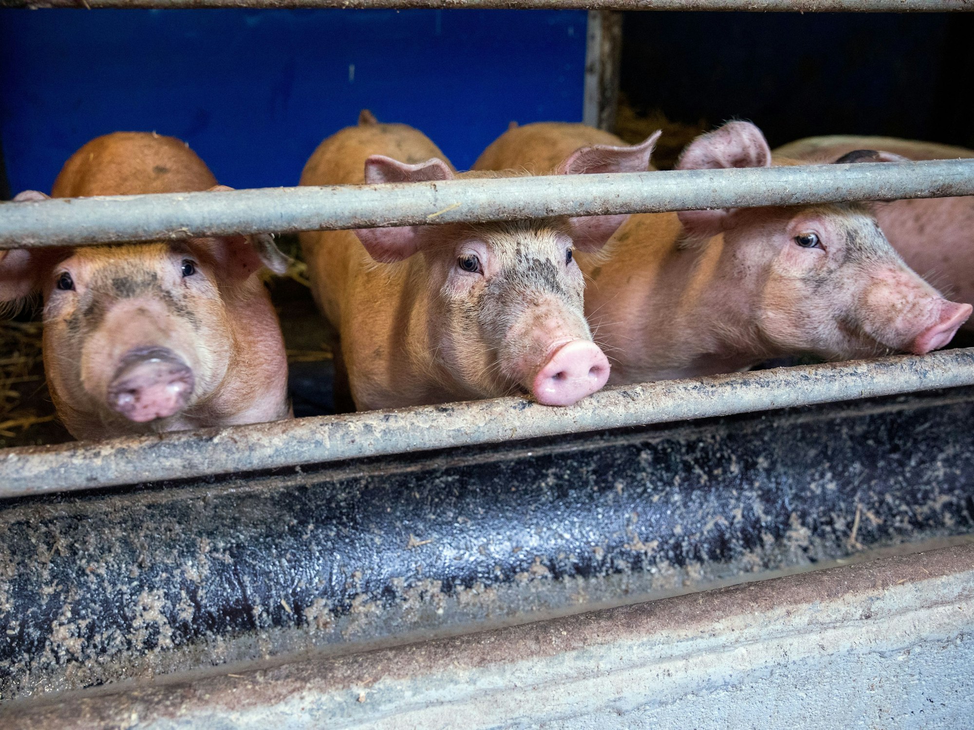 28.12.2022, Köln: Schweine im Stall des Landwirtes Martin Kleinschmidt. Er betreibt mit seiner Familie in Köln eine Schweinezucht..
Foto: Michael Bause