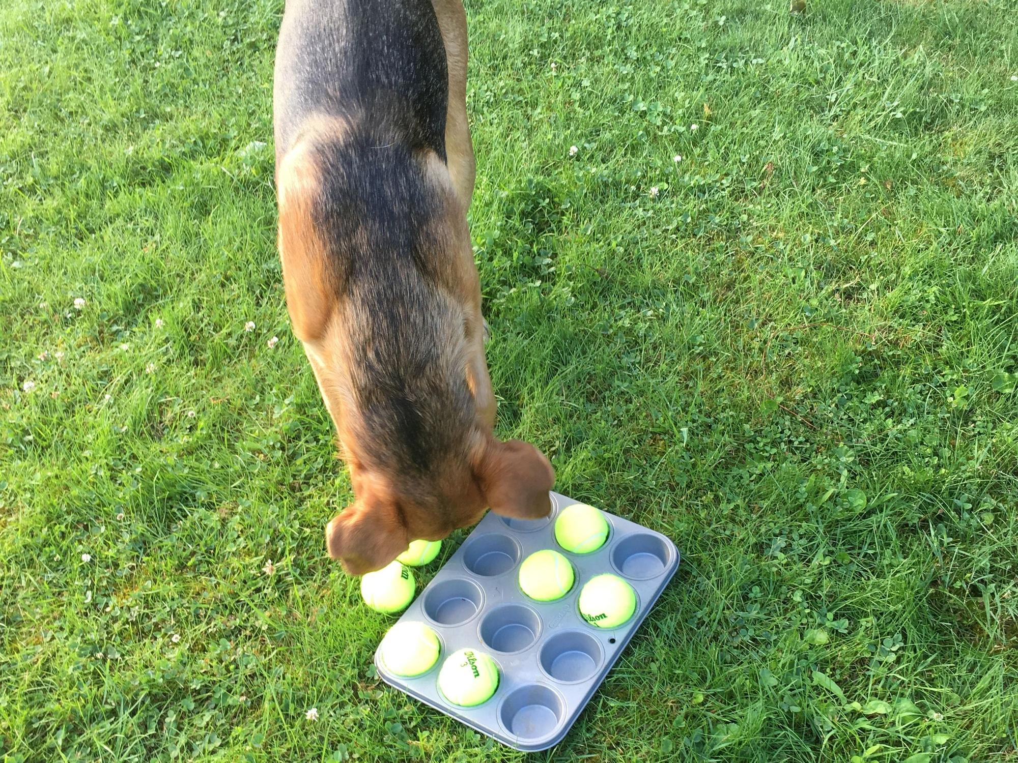 Theo sucht Leckerlis im Muffinblech