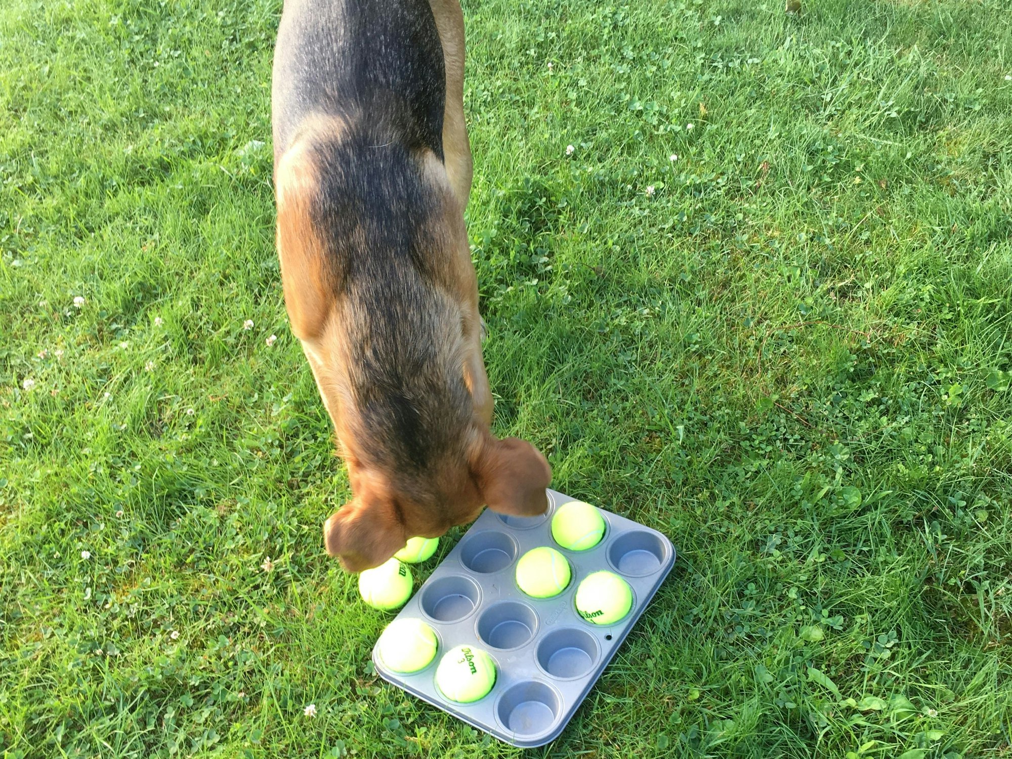 Theo sucht Leckerlis im Muffinblech