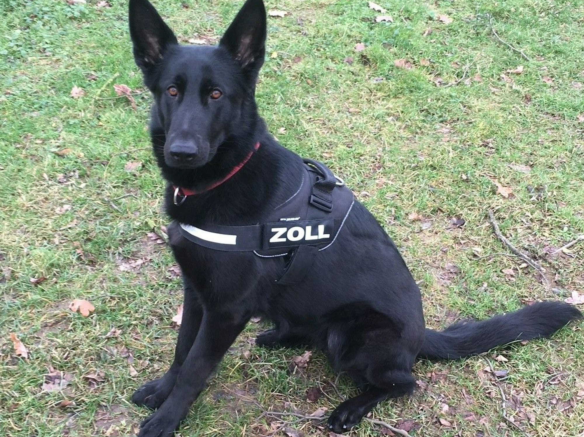Drogenspürhündin Paula sitzt auf einer Wiese, sie trägt ein Geschirr, auf dem „Zoll“ steht.