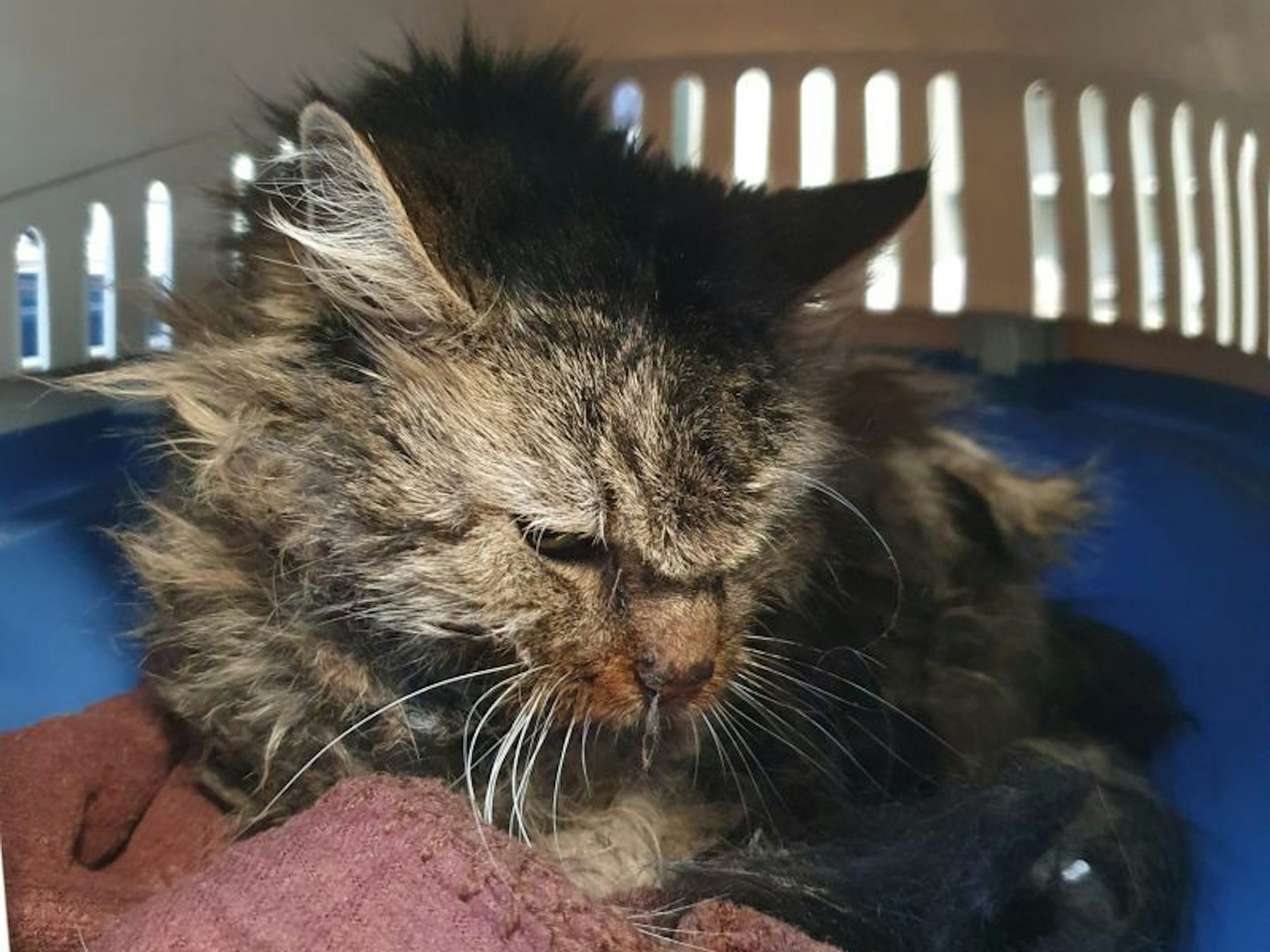 Eine Katze liegt in einer Transportbox.