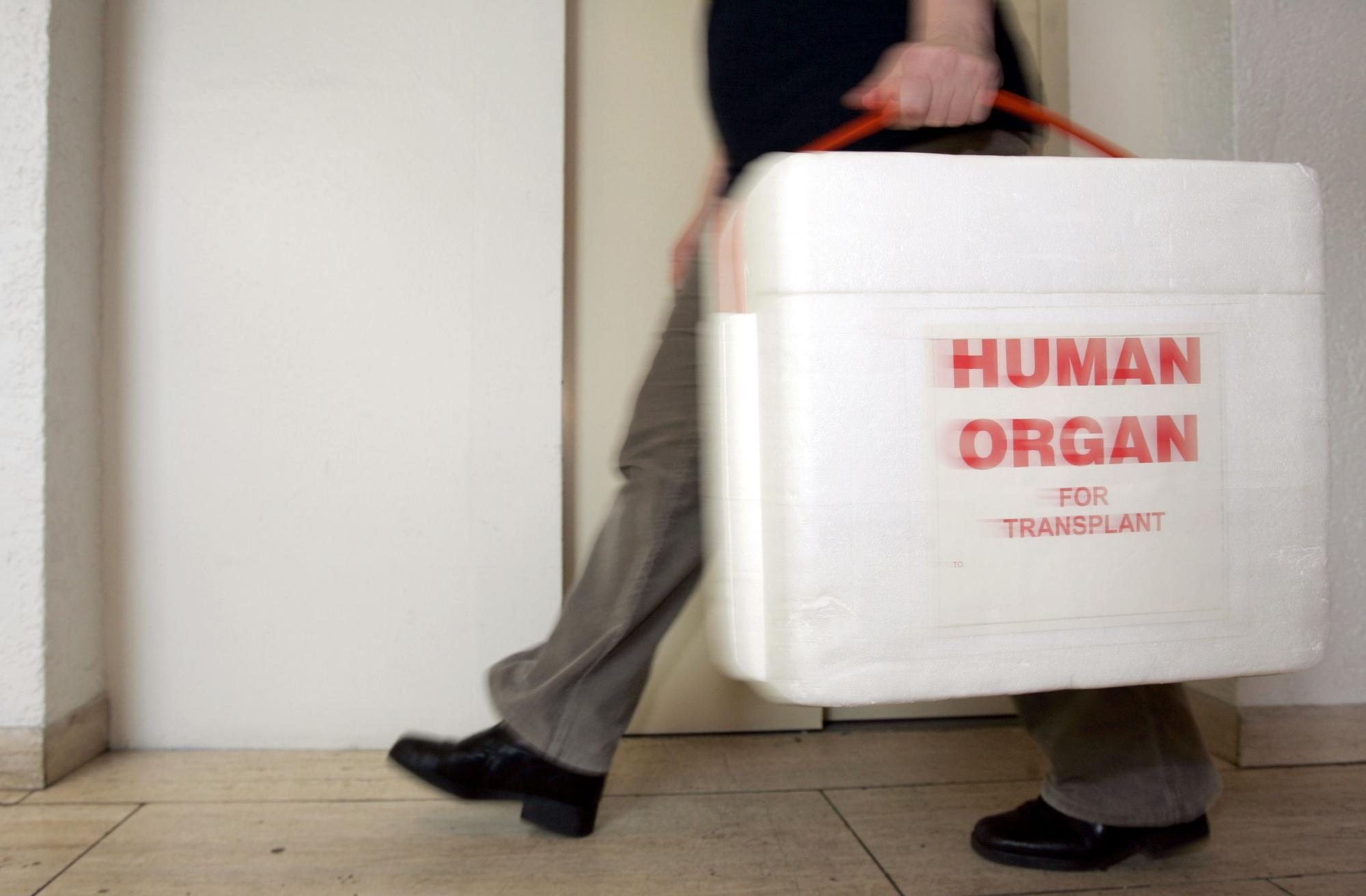 Symbolfoto. Eine Mitarbeiterin der Deutschen Stiftung für Organtransplantation trägt eine spezielle Kühlbox für Spenderorgane.