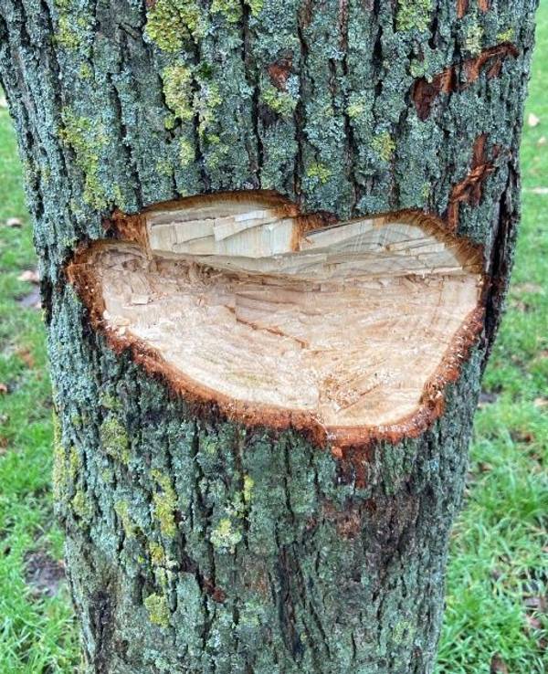 Unbekannte haben eine Linde im Kölner Stadtteil Bocklemünd absichtlich beschädigt.