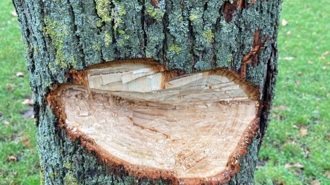 Unbekannte haben eine Linde im Kölner Stadtteil Bocklemünd absichtlich beschädigt.